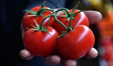 ABD’deki domateslerde salmonella çıktı: 14 eyalete satılan mallar geri çağrıldı