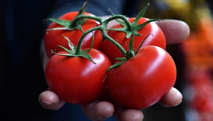 ABD’deki domateslerde salmonella çıktı: 14 eyalete satılan mallar geri çağrıldı